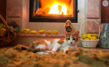 Mačka je u stanju da isceli sve bolesti: Ovako štiti porodicu od nesreće!