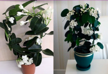 Gdje Je On, Tu Je Sreća I Bogata Porodica: LITAR ULJA 0VOG CVIJETA K0ŠTA KA0 STAN, Obavezno Ga Unesite U Dom