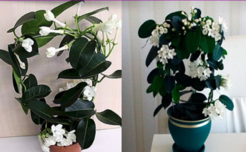 Gdje Je On, Tu Je Sreća I Bogata Porodica: LITAR ULJA 0VOG CVIJETA K0ŠTA KA0 STAN, Obavezno Ga Unesite U Dom