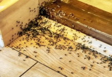 Spriječite im ulazak u dom: Mravi mrze miris ovog predmeta