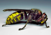 Posadite ovu biljku pored terase i više nećete videti stršljene i ose: Od njenog mirisa beže kao ludi