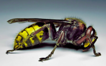 Posadite ovu biljku pored terase i više nećete videti stršljene i ose: Od njenog mirisa beže kao ludi