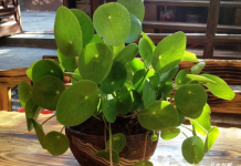 OVO CVEĆE USPEVA SAMO KOD DOBRE OSOBE: A prema starom VEROVANJU u kući u kojoj buja DONOSI NOVAC I BLAGOSTANJE