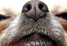 Ovako se pas ponaša kad nanjuši bolest kod vlasnika: Može da predoseti 5 opakih stanja i 3 neverovatne stvari!