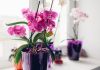Sipao sam 1 čašu u korijenje! Orhideje ODMAH cvjetaju cijele godine na ovaj jednostavan način.