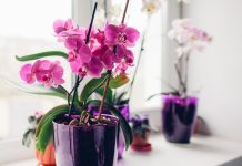 Sipao sam 1 čašu u korijenje! Orhideje ODMAH cvjetaju cijele godine na ovaj jednostavan način.