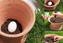 Zašto sve više ljudi zakopava jaje u saksiju? Zaboravljeni trik naših baka koji će vas oduševiti