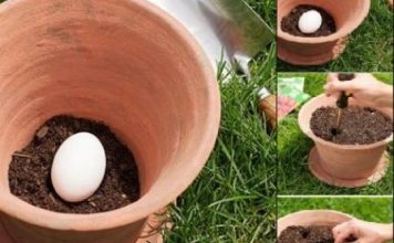 Zašto sve više ljudi zakopava jaje u saksiju? Zaboravljeni trik naših baka koji će vas oduševiti