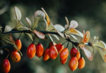 Čaj od šipka je prava riznica zdravlja, ali niko ne zna kako se pravilno kuha: Jedna stvar mu…