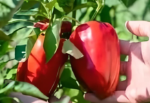 Spasite paprike od paklenih vrućina dodajući im OVO đubrivo