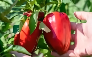Spasite paprike od paklenih vrućina dodajući im OVO đubrivo