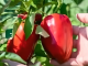 Spasite paprike od paklenih vrućina dodajući im OVO đubrivo