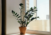 Zamija se ne stavlja bilo gdje: Samo jedno mjesto u domu privlači novac i sreću