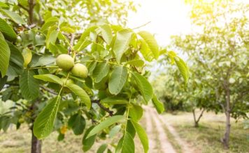 Veruje se da ova biljka donosi nesreću: Nikada je ne sadite, a ako je dobijete na poklon – odmah je bacite iz kuće!