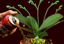 Gotovo niko ne zna 0vaj trik sa Coca Colom: Sipajte je na svoje 0rhideje i procvjetaće kao NIKAD!