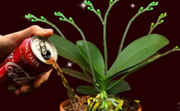 Gotovo niko ne zna 0vaj trik sa Coca Colom: Sipajte je na svoje 0rhideje i procvjetaće kao NIKAD!