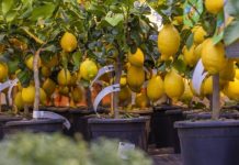 Imate stan s malim balkonom? Sasvim dovoljno za uzgoj voćki, ovo su sorte koje najbolje uspijevaju!