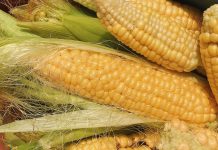 Kukuruz više ne morate da kuvate satima, dodajte 1 sastojak iz frižidera i biće gotov za 10 minuta