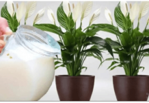 Samo 1 šoljica će bukvalno učiniti da SPATIFILUM eksplodira: Nikada prije niste vidjeli toliko cvijeća i novih listova!