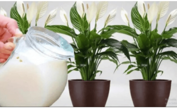 Samo 1 šoljica će bukvalno učiniti da SPATIFILUM eksplodira: Nikada prije niste vidjeli toliko cvijeća i novih listova!