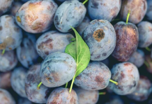 Ako Nemate Vremena za Doručak – Ovaj Napitak od Suvih Šljiva Čini Čuda za Vaše Tijelo!
