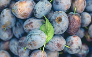 Ako Nemate Vremena za Doručak – Ovaj Napitak od Suvih Šljiva Čini Čuda za Vaše Tijelo!