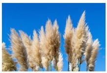 Svi su ludi za pampas travom: ALI OVA ATRAKTIVNA BILJKA JE OPASNA