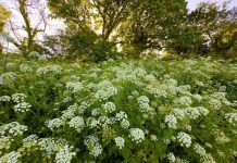 Najopasnije biljke u bašti: Kraljica otrova, tihi ubica ili zavodljiva trovačica – da li ih imate u dvorištu?