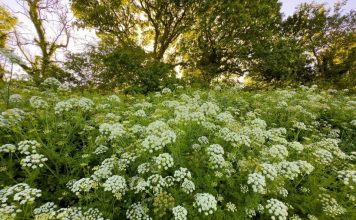 Najopasnije biljke u bašti: Kraljica otrova, tihi ubica ili zavodljiva trovačica – da li ih imate u dvorištu?