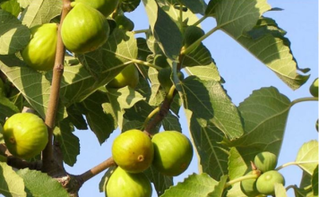 OVO treba uraditi tokom avgusta da bi dobili vrlo krupne plodove smokava