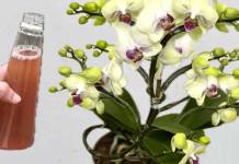 Samo joj dajte 1 kašiku i uništena ORHIDEJA će niknuti mnogo novih korijena!