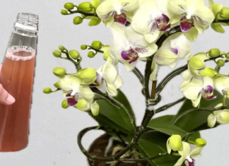 Samo joj dajte 1 kašiku i uništena ORHIDEJA će niknuti mnogo novih korijena!