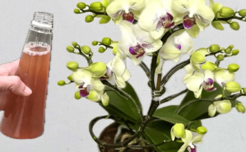 Samo joj dajte 1 kašiku i uništena ORHIDEJA će niknuti mnogo novih korijena!