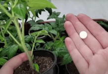 Znate li ovu JEFTINU tabletu iz ljekarne? Gotovo niko ne zna da će to zamijeniti i najskuplje đubrivo: Sadnice su jače nego ikad!