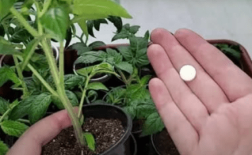 Znate li ovu JEFTINU tabletu iz ljekarne? Gotovo niko ne zna da će to zamijeniti i najskuplje đubrivo: Sadnice su jače nego ikad!