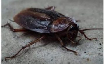 Žohari vam napadaju kuću? Evo kako ih se riješiti bez hemikalija – BJEŽAT ĆE GLAVOM BEZ OBZIRA