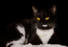 EVO ZAŠTO VAM MAČKA DONOSI PLIJEN PRED VRATA: Često ga baci vlasniku pred noge – to ima SAMO 3 značenja