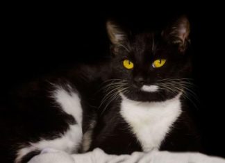 EVO ZAŠTO VAM MAČKA DONOSI PLIJEN PRED VRATA: Često ga baci vlasniku pred noge – to ima SAMO 3 značenja