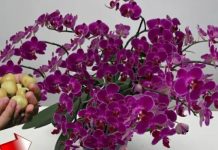 Stavite 1 komad ispod orhideje! Odjednom će se pojaviti 100 grana i cvjetati tokom CIJELE GODINE