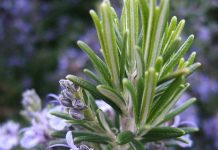 Ruzmarin za vene – prirodni saveznik protiv bola, otoka i teških nogu
