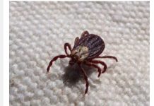 KRPELJI SE PLAŠE OVE DVIJE BILJKE! – Posadite ih u dvorištu i nikada više nećete vidjeti krpelja!