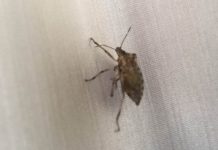 Smrdibube se plaše jedino ove biljke: Nabavite je i više neće ulaziti u kuću, bježaće kao lude