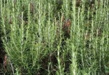 STARO RIMSKO VJEROVANJE KAŽE DA JE SVAKI DOM KOJI IMA OVU BILJKU ZAŠTIĆEN: Zle sile će ga zaobići u velikom luku