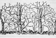 Psihološki test koji otkriva vašu pravu snagu: Životinja koju primetite prvo otkriva tajne vaše ličnosti