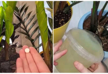 PRILIKOM zalijevanja bacim 1 tabletu u vodu i zamiokulkas će izbaciti puno novih listova čak i usred zime!