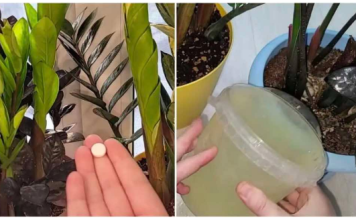 PRILIKOM zalijevanja bacim 1 tabletu u vodu i zamiokulkas će izbaciti puno novih listova čak i usred zime!