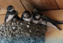 AKO IMATE GNIJEZD0 LASTAVICA, nipošto ga ne dirajte: Evo šta 0no znači prema narodnom vjerovanju