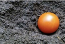 U jesen sam zakopao cijeli paradajz u svojoj bašti: Evo iz čega je izrastao usred ljeta!