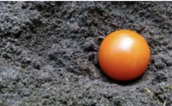 U jesen sam zakopao cijeli paradajz u svojoj bašti: Evo iz čega je izrastao usred ljeta!