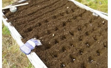 OVO POVRĆE POSADITE U OKTOBRU, IMAT ĆETE GA U IZOBILJU: Na proljeće će roditi kao u priči